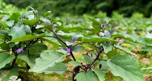 换床苗的意义与方法(让您的床变得全新舒适) 换床苗的意义与方法(让您的床变得全新舒适)