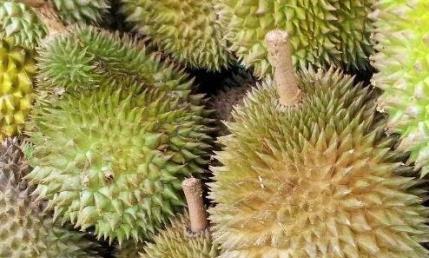 榴莲种子能食用吗？食用榴莲种子的正确方法是什么？