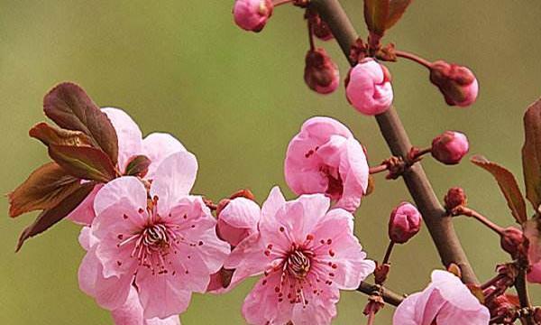 美人梅的寓意与象征意义(探寻美人梅的婉约与坚韧之美)