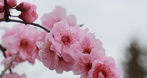 美人梅的寓意与象征意义(探寻美人梅的婉约与坚韧之美) 美人梅的寓意与象征意义(探寻美人梅的婉约与坚韧之美)