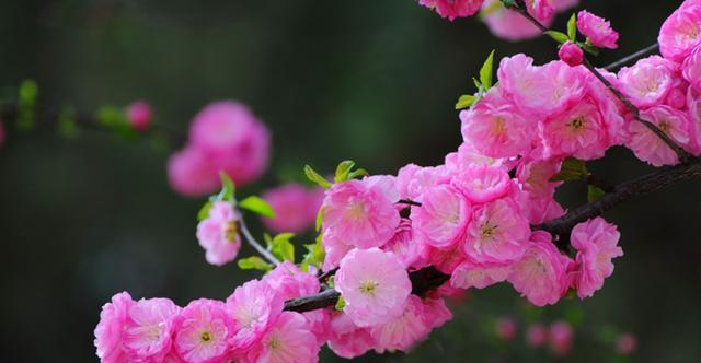 美人梅的寓意与象征意义(探寻美人梅的婉约与坚韧之美) 美人梅的寓意与象征意义(探寻美人梅的婉约与坚韧之美)