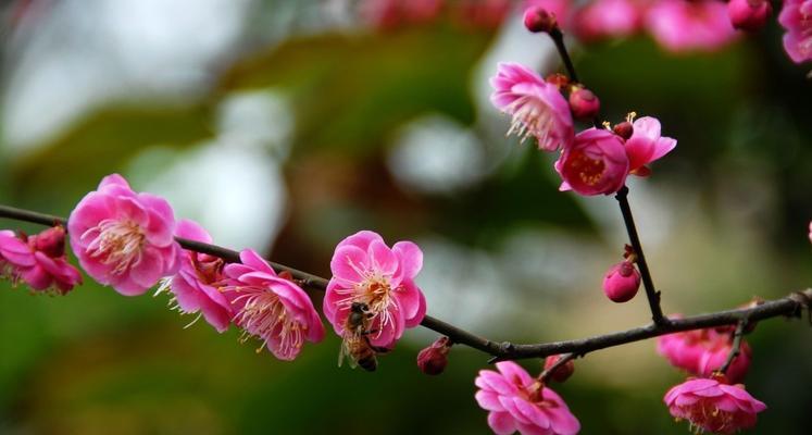梅花的象征意义（寒冬中的坚韧与美丽）