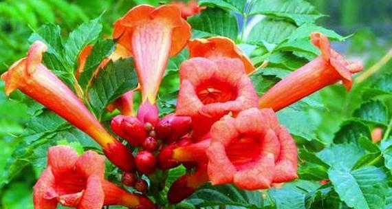凌霄花风水寓意与作用(解读凌霄花在风水学中的重要意义)