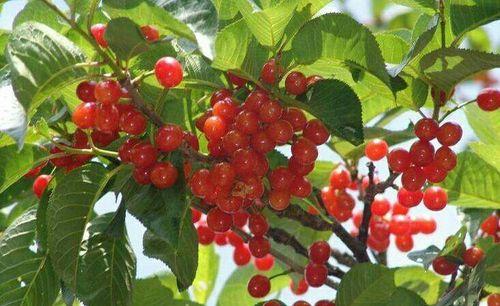 樱桃通常生长在哪些地区？如何选择适宜的种植环境？