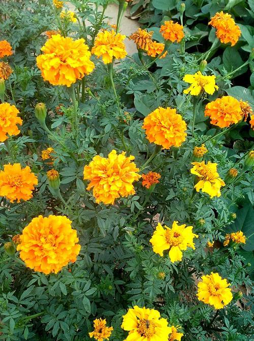 万寿菊的花语与意义（探索万寿菊花语）