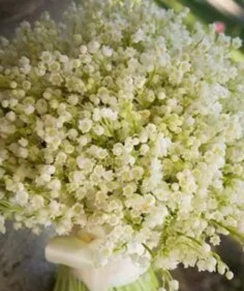 满天星,花海绽放的璀璨之美(满天星花开时)