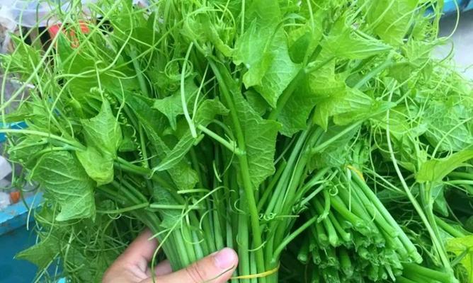 龙须菜真的是南瓜藤吗？常见误区解答