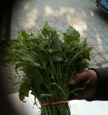 龙须菜真的是南瓜藤吗？常见误区解答