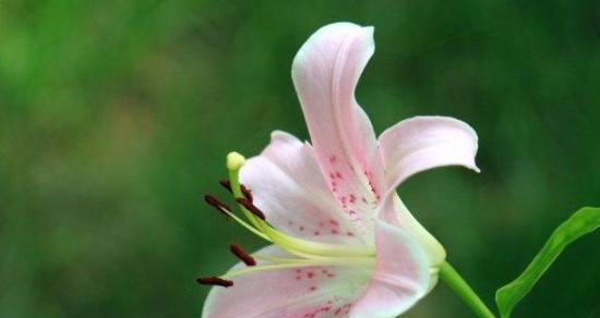 百合花语大全（百合花语大全及各种花色的不同寓意解析）