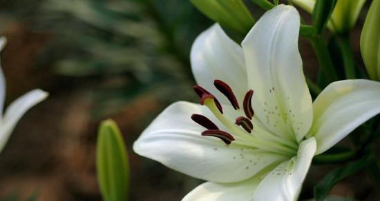 百合花语大全（百合花语大全及各种花色的不同寓意解析）