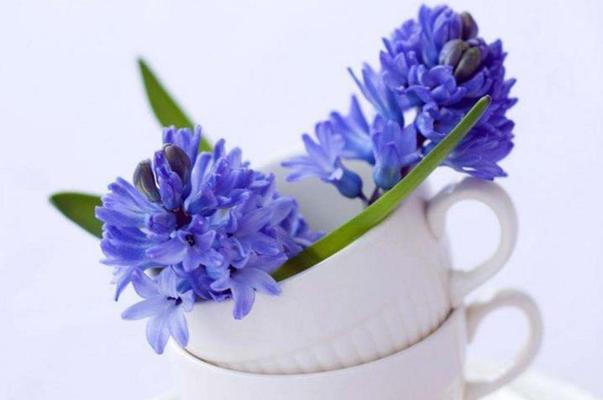 白色风信子的花语（用白色风信子传达你的情感）