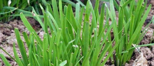 韭菜多久浇一次水？如何正确进行水分管理？