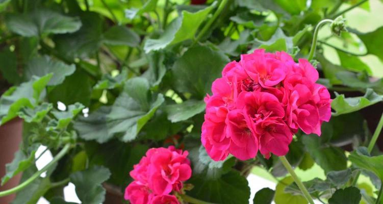 自由之花（以雏菊为代表）