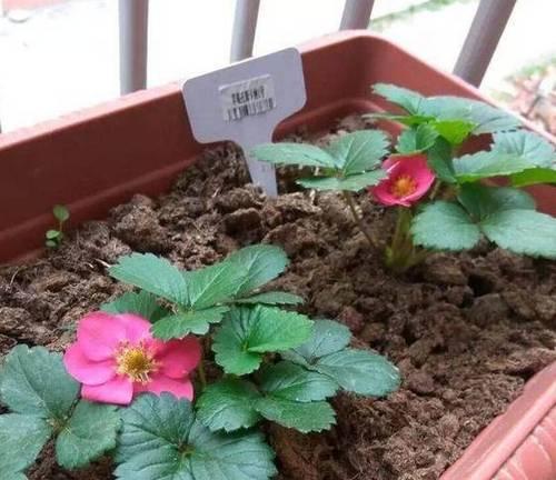 阳台种植草莓的最佳时间是什么时候？具体步骤有哪些？