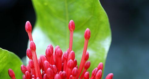 仙丹花（追寻永生的芬芳）