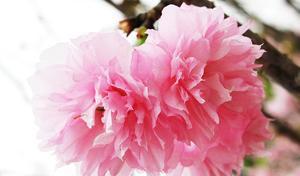 樱花花语——美丽的寓意与深刻的含义（探索樱花的花语）