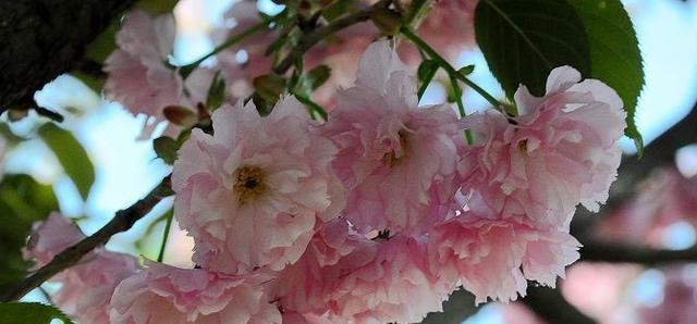 樱花花语——美丽的寓意与深刻的含义（探索樱花的花语）