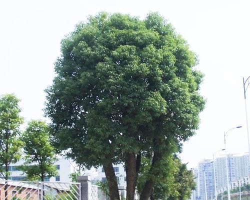 香樟是什么植物？它的特点和用途有哪些？
