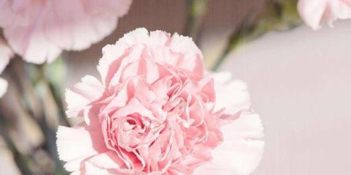 白色康乃馨花语与寓意（传递纯洁与希望的花朵—白色康乃馨）