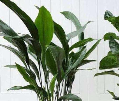 一叶兰花语之美——洁白如雪的永恒爱意（深情厚意）