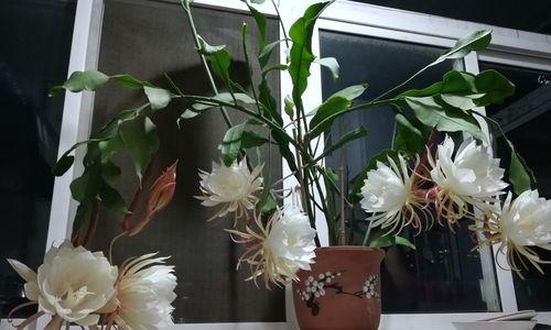 昙花绽放的奇迹（以昙花开花象征的人生意义）