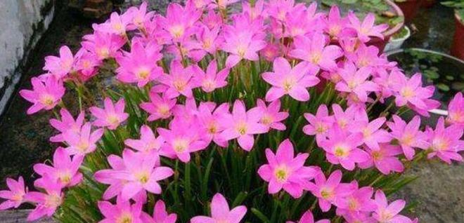 风雨兰上盆的最佳时间是什么时候？养护过程中应注意哪些问题？