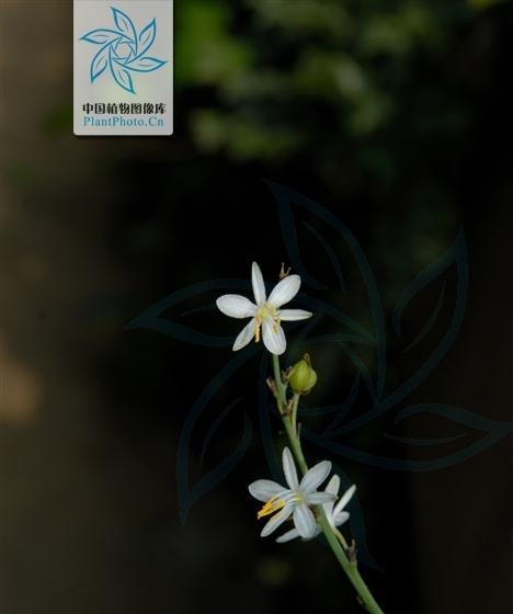 吊兰属于种子植物吗?它的繁殖方式有哪些?