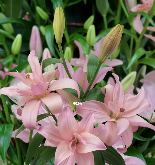 粉百合花（揭开粉百合花的神秘面纱）