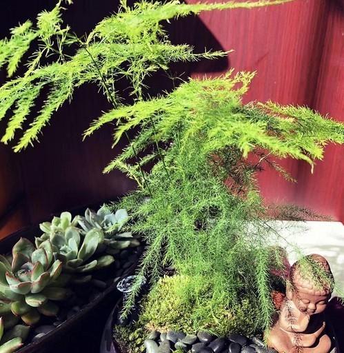 文竹的象征意义与寓意（探究文竹代表的美好寓意及它在中国文化中的地位）