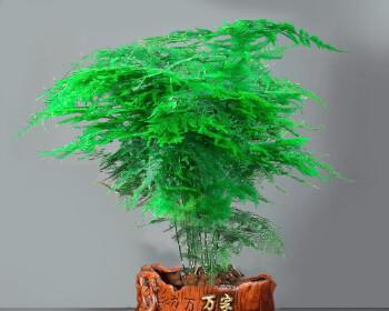 文竹的象征意义与寓意（探究文竹代表的美好寓意及它在中国文化中的地位）