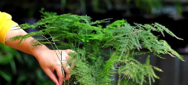 文竹的象征意义与寓意（探究文竹代表的美好寓意及它在中国文化中的地位）