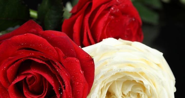 玫瑰的寓意与花语（解读玫瑰的象征意义与传递的情感）