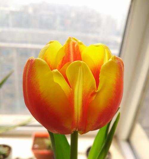 郁金香花语告诉您适合送给什么人的完美礼物（以郁金香为媒介）