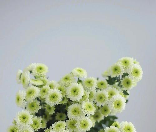 小雏菊的寓意与象征意义（探寻小雏菊的情感与哲思）