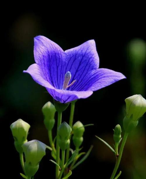 黑色桔梗花语-真挚与祝福（表达感情的黑色桔梗花语）