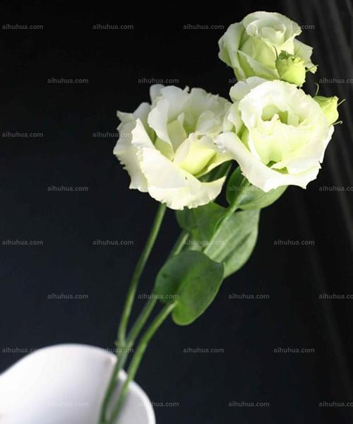 黑色桔梗花语-真挚与祝福（表达感情的黑色桔梗花语）