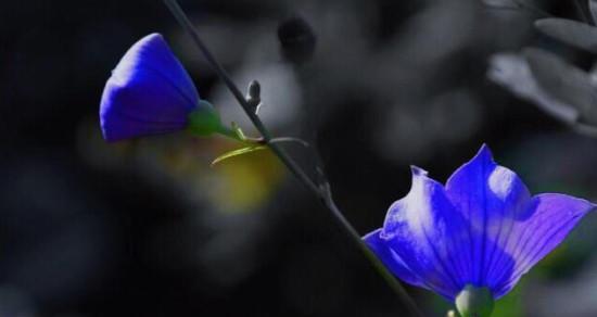 黑色桔梗花语-真挚与祝福（表达感情的黑色桔梗花语）