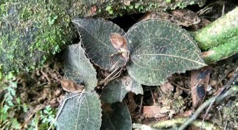 金线莲生长环境有哪些？分布区域是哪里？