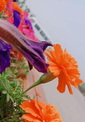 不放弃的花（以代表不放弃的花为主题的文章）