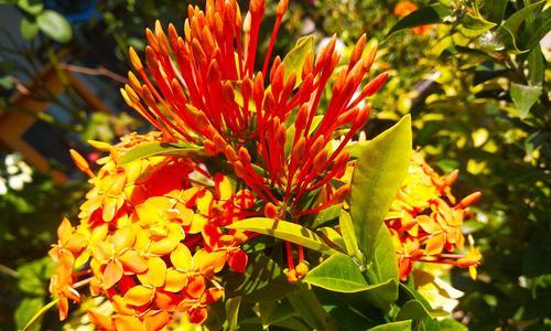 不放弃的花（以代表不放弃的花为主题的文章）