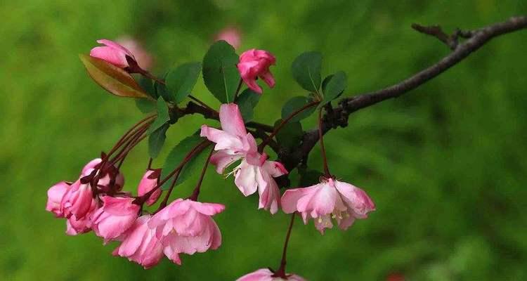 观叶海棠花语——寓意深远的美丽之花（传递生命与希望的观叶海棠花）