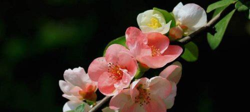 观叶海棠花语——寓意深远的美丽之花（传递生命与希望的观叶海棠花）