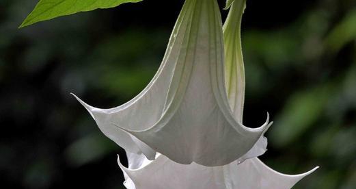 曼陀罗花的象征意义和美丽之谜（揭秘曼陀罗花的文化内涵和魅力所在）