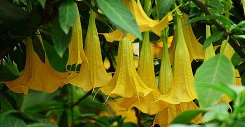 曼陀罗花的象征意义和美丽之谜（揭秘曼陀罗花的文化内涵和魅力所在）