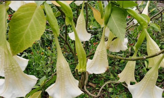 曼陀罗花的象征意义和美丽之谜（揭秘曼陀罗花的文化内涵和魅力所在）