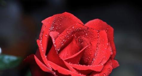 花开之语（揭示玫瑰数量的深层含义与象征）