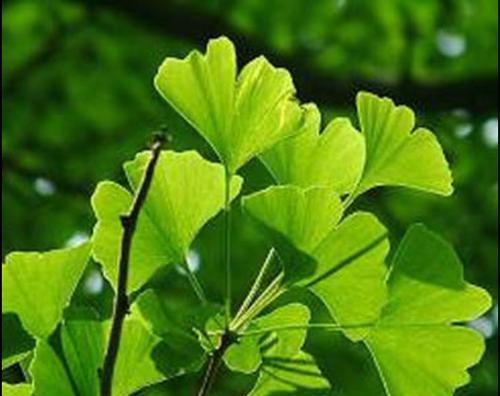 银杏叶的象征意义与寓意（一叶千年）