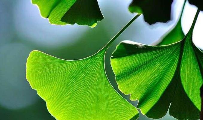 银杏叶的象征意义与寓意（一叶千年）