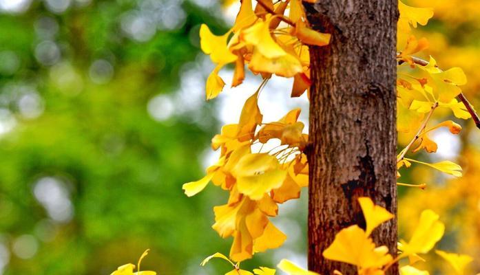 银杏叶的象征意义与寓意（一叶千年）