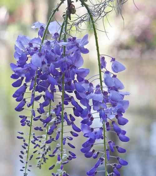 紫藤花的花语与寓意（探寻紫藤花的神秘之美）